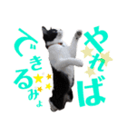 はちわれキャッツ（個別スタンプ：13）