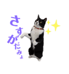 はちわれキャッツ（個別スタンプ：14）