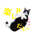 はちわれキャッツ（個別スタンプ：15）