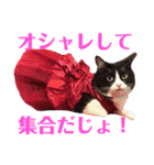 はちわれキャッツ（個別スタンプ：16）