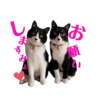 はちわれキャッツ（個別スタンプ：20）