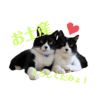 はちわれキャッツ（個別スタンプ：23）