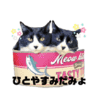 はちわれキャッツ（個別スタンプ：24）