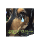 ラルくんの日常（個別スタンプ：6）