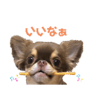 ロングコートチワワ ルゥ（個別スタンプ：9）
