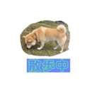 わんこ きなこ（個別スタンプ：2）