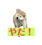 わんこ きなこ（個別スタンプ：3）
