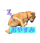 わんこ きなこ（個別スタンプ：6）