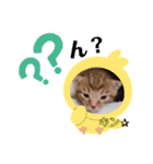 金澤家のにゃんずと仲間たちの日常（個別スタンプ：2）