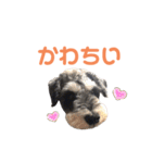 ジャックとひな（個別スタンプ：2）