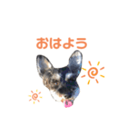 ジャックとひな（個別スタンプ：28）