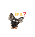 ジャックとひな（個別スタンプ：33）