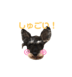 ジャックとひな（個別スタンプ：34）