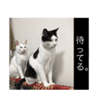 グレさんとベル坊のスタンプ（個別スタンプ：4）