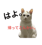 グレさんとベル坊のスタンプ（個別スタンプ：7）