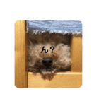 ショコリの毎日スタンプ（個別スタンプ：5）