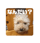 ショコリの毎日スタンプ（個別スタンプ：6）