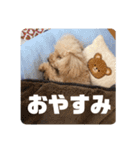 ショコリの毎日スタンプ（個別スタンプ：12）