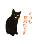 猫別府スタンプ（個別スタンプ：1）