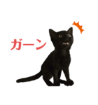 猫別府スタンプ（個別スタンプ：3）