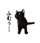 猫別府スタンプ（個別スタンプ：4）