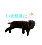 猫別府スタンプ（個別スタンプ：6）