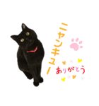 猫別府スタンプ（個別スタンプ：8）