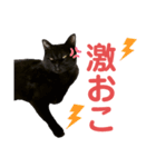 猫別府スタンプ（個別スタンプ：10）