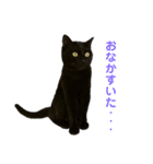 猫別府スタンプ（個別スタンプ：12）