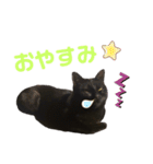 猫別府スタンプ（個別スタンプ：13）