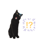 猫別府スタンプ（個別スタンプ：14）