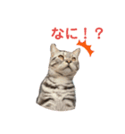 One Tree Cats（個別スタンプ：1）