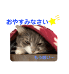 One Tree Cats（個別スタンプ：2）