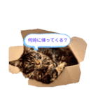 One Tree Cats（個別スタンプ：3）