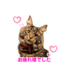 One Tree Cats（個別スタンプ：4）