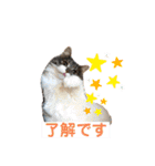 One Tree Cats（個別スタンプ：5）