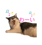 One Tree Cats（個別スタンプ：6）
