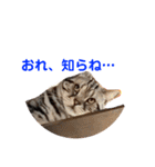 One Tree Cats（個別スタンプ：7）