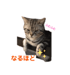 One Tree Cats（個別スタンプ：8）