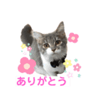One Tree Cats（個別スタンプ：9）