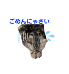 One Tree Cats（個別スタンプ：13）