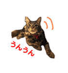 One Tree Cats（個別スタンプ：15）