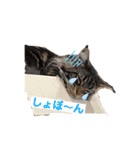 One Tree Cats（個別スタンプ：16）