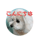 nanaちゃんooちゃん（個別スタンプ：4）