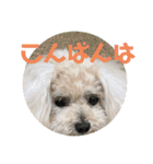 nanaちゃんooちゃん（個別スタンプ：5）