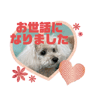 nanaちゃんooちゃん（個別スタンプ：12）