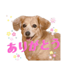 チワックスの花ちゃんver.2（個別スタンプ：2）