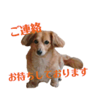 チワックスの花ちゃんver.2（個別スタンプ：3）