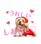 チワックスの花ちゃんver.2（個別スタンプ：6）