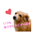 チワックスの花ちゃんver.2（個別スタンプ：7）